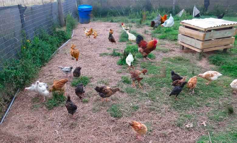 پرورش مرغ محلی در روستا