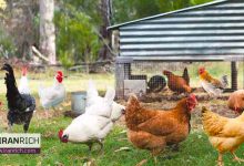 طرح پرورش مرغ محلی با سرمایه کم و سود بالا