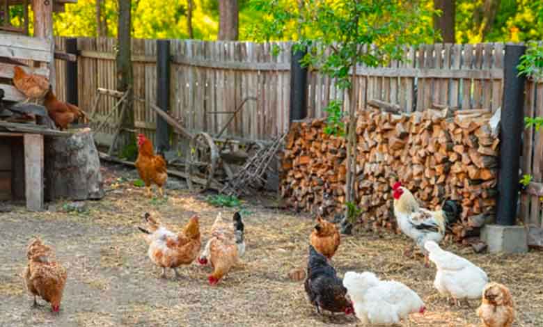 پرورش مرغ محلی با سرمایه کم